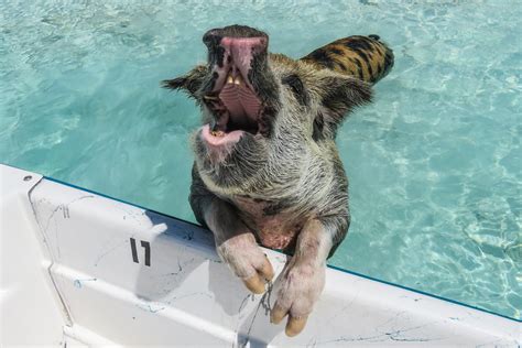 All About The Bahamas Swimming Pigs